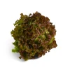 Alface Roxa Embalada