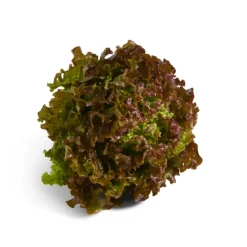 Alface Roxa Embalada