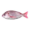 Cachucho Fresco