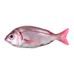 Cachucho Fresco