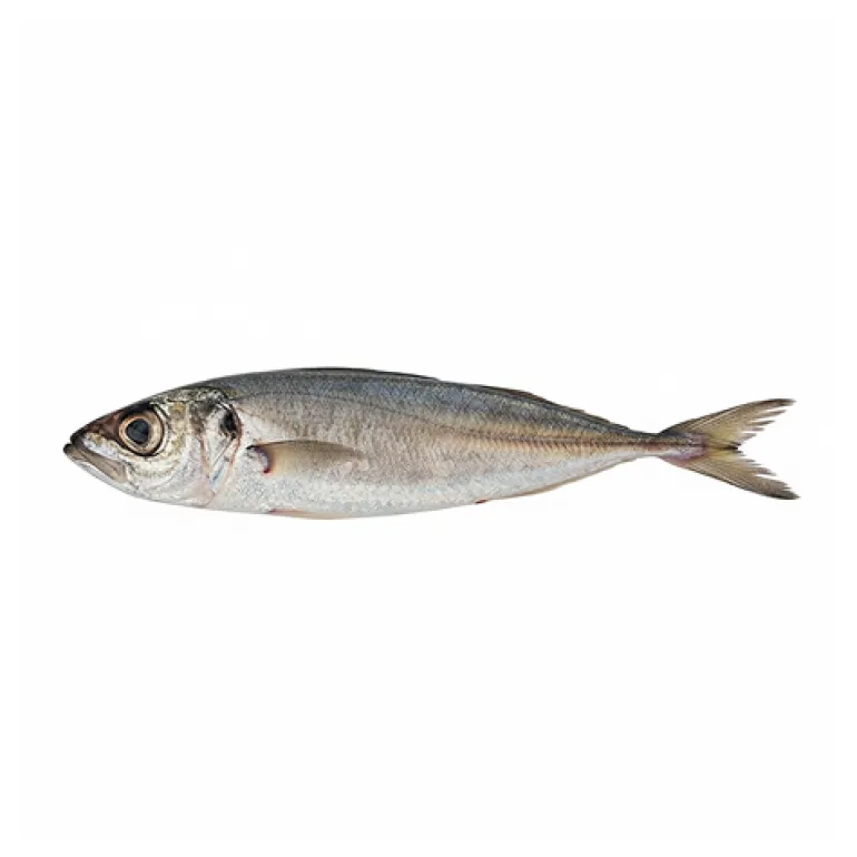 Carapau Médio Fresco