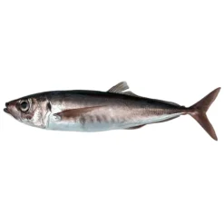 Carapau Negrão Fresco