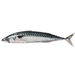 Cavala Fresca