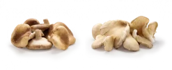 Cogumelo Pleurotus