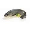 Corvina Fresca