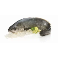 Corvina Fresca