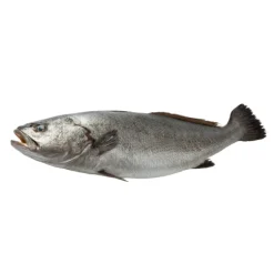 Corvina Pequena Fresca