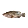 Garoupa Pequena Fresca