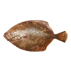 Linguado Selvagem Fresco