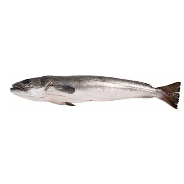 Marmota Branca Fresca