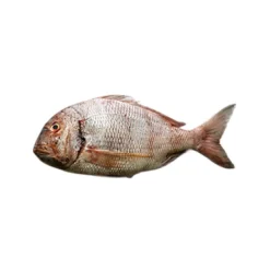 Pargo de Riscas Fresco