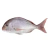 Pargo 200/600 Fresco