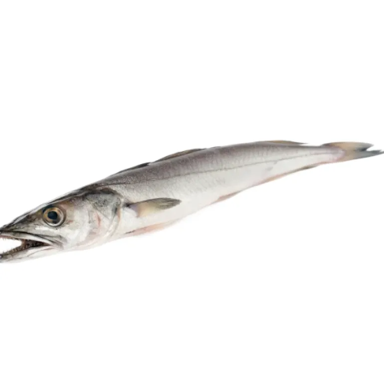 Pescada Fresca