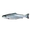 Salmão Pequeno Fresco