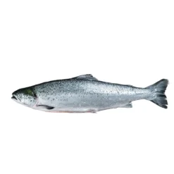 Salmão Pequeno Fresco