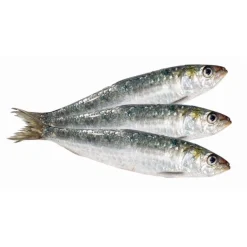 Sardinha Fresca